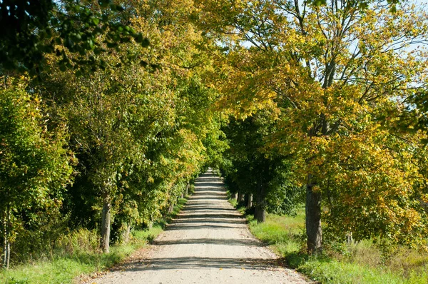 Az őszi erdő út — Stock Fotó