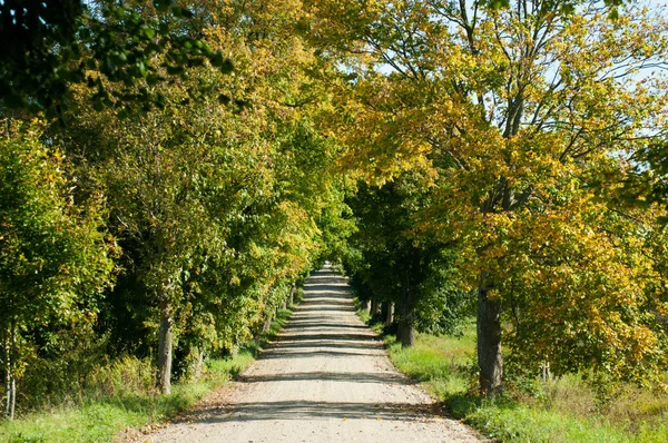 Straße im Wald im Herbst — Stockfoto