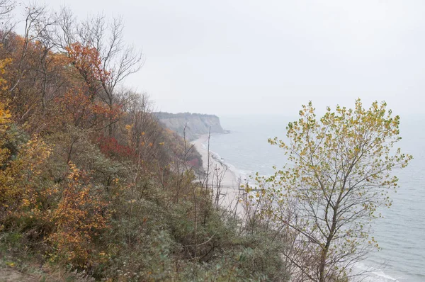 Foresta autunnale sulla riva del Mar Baltico — Foto Stock