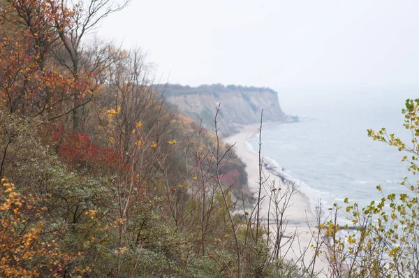 Foresta autunnale sulla riva del Mar Baltico — Foto Stock