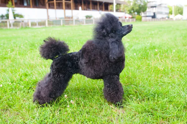 Mostra canina internazionale in miniatura Poodle — Foto Stock