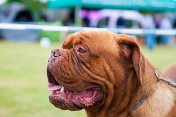 Bullmastiff Exposición internacional de perros — Foto de Stock