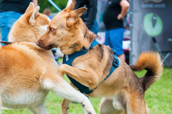 Zwei lustige Hunde spielen großartig — Stockfoto