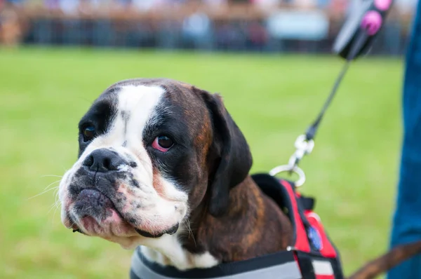Boxer Exposición internacional de perros —  Fotos de Stock