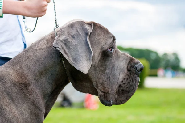 Great Dane International dog show — Stock Photo, Image