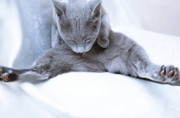 Blue cat making hygienic action — Stock Photo, Image