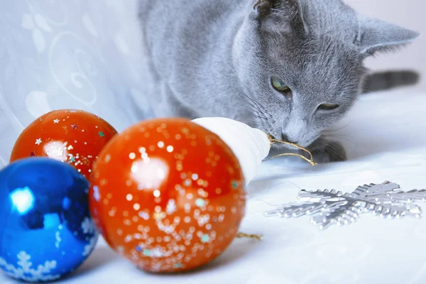 Tiempo de Navidad para gato —  Fotos de Stock