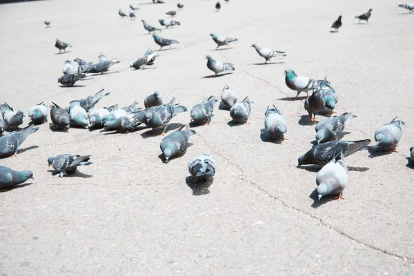 Pombos em uma rua de cidade — Fotografia de Stock