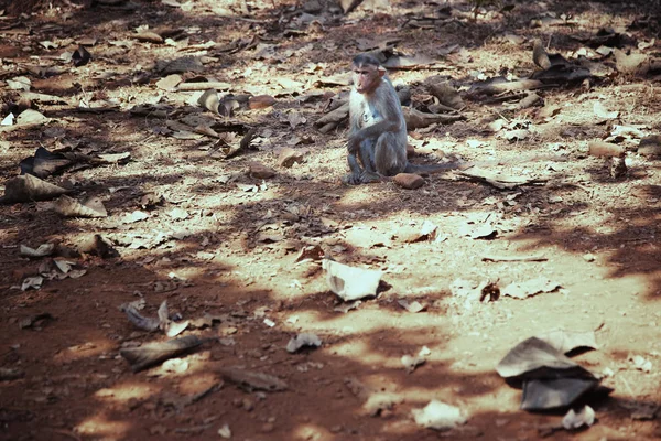 인도의 정글에 야생 원숭이 — 스톡 사진