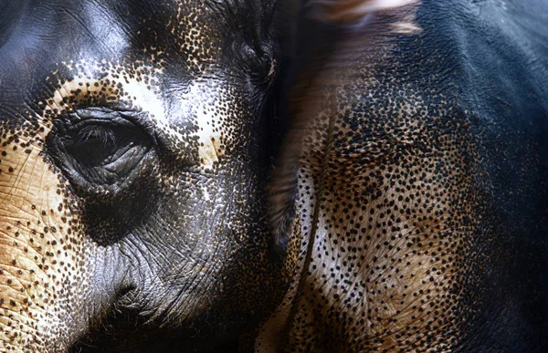 Elefante indiano close-up — Fotografia de Stock