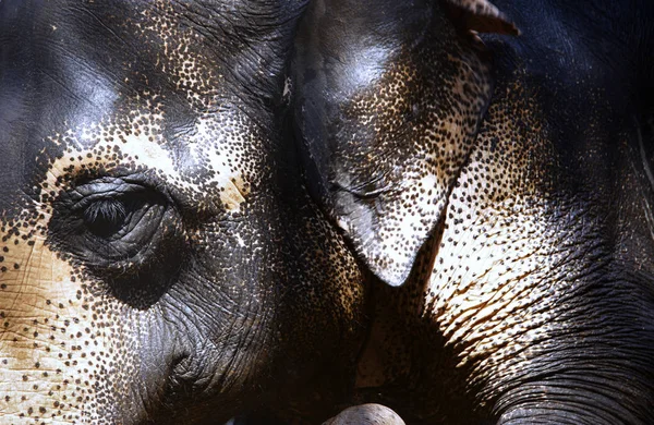 Elefante indio primer plano — Foto de Stock