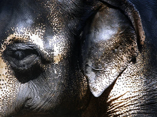Slon indický. Detailní zobrazení — Stock fotografie