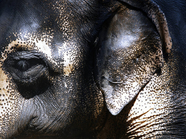 Indian Elephant. Close-up view