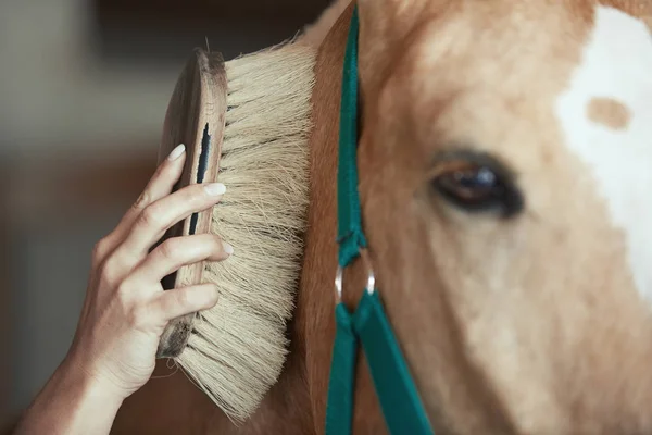 Grooming paard van de vrouw in stal — Stockfoto