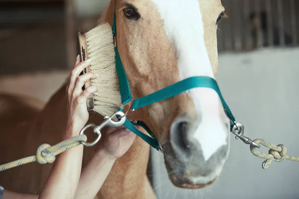Grooming paard van de vrouw in stal — Stockfoto