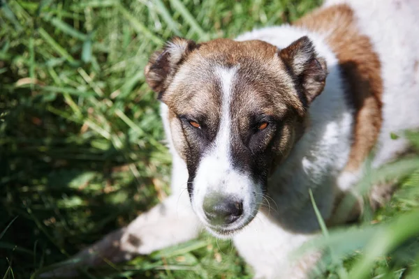 Cão que põe em uma grama — Fotografia de Stock