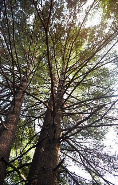 Pini in una foresta selvaggia — Foto Stock