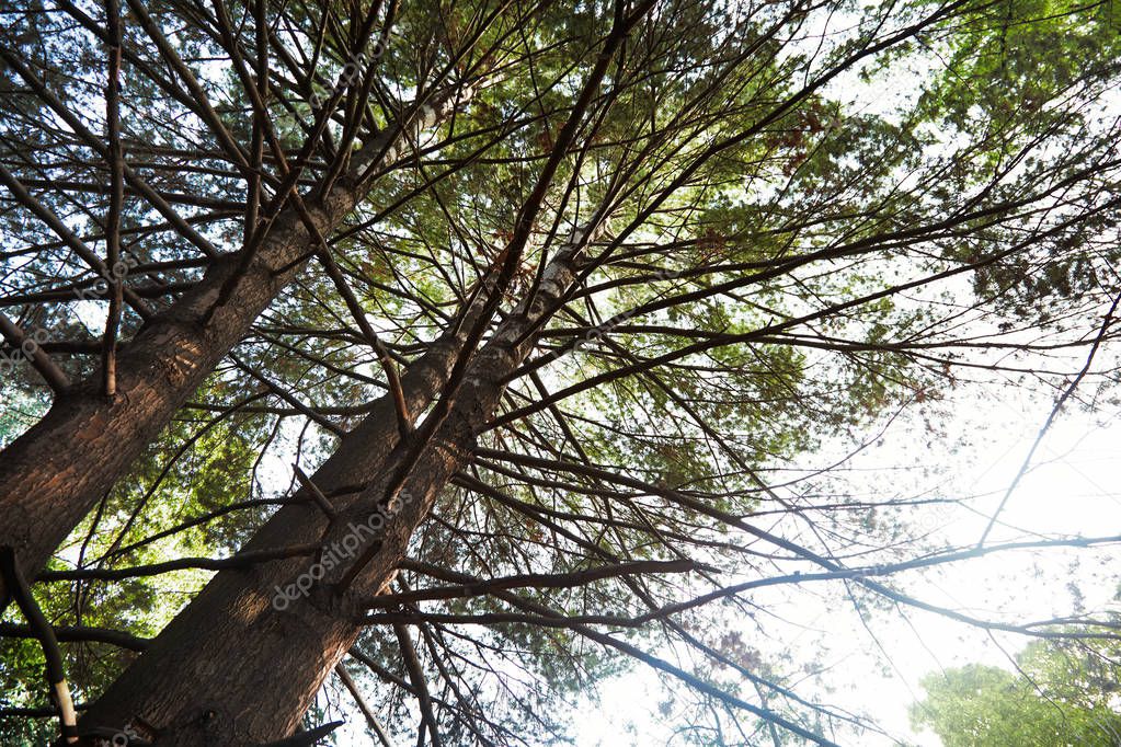 Pines in a wild forest. Horizontal photo