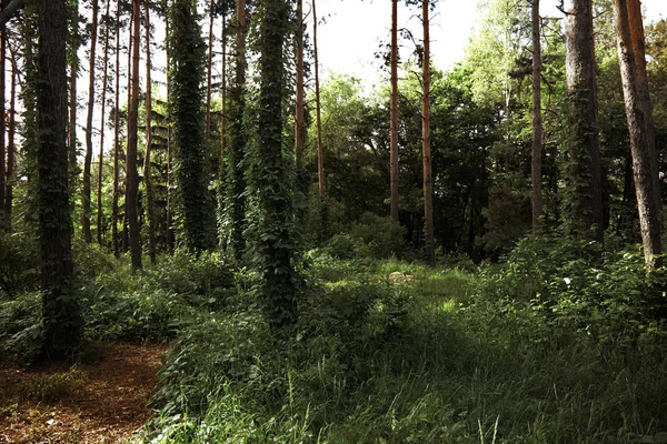 Лес с соснами — стоковое фото
