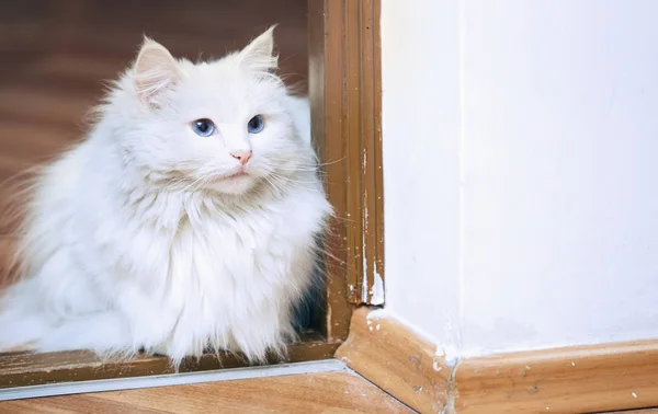 Flauschige weiße Katze sitzt auf dem Fußboden — Stockfoto