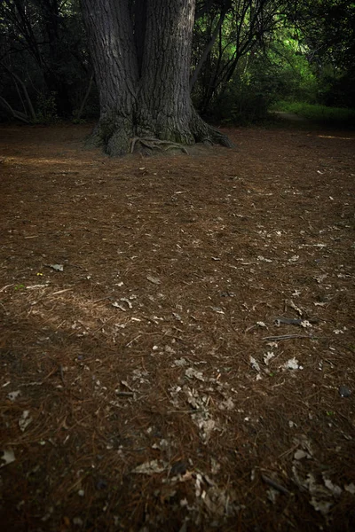 Sección baja del pino en el bosque —  Fotos de Stock