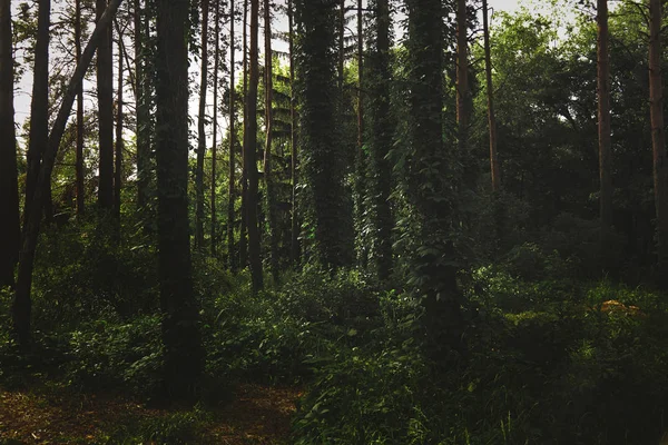 Ліс з соснами — стокове фото