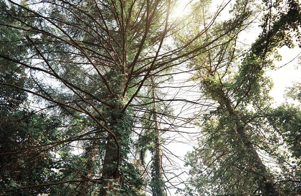 Сосни в дикому лісі — стокове фото