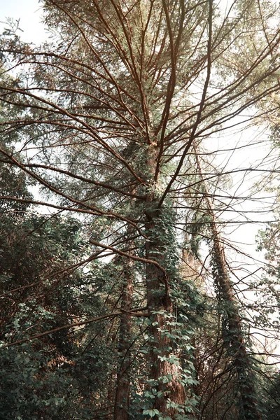 Pins dans une forêt sauvage — Photo