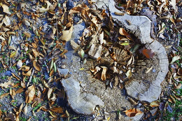 High angle view on the old tree stump — Stock Photo, Image