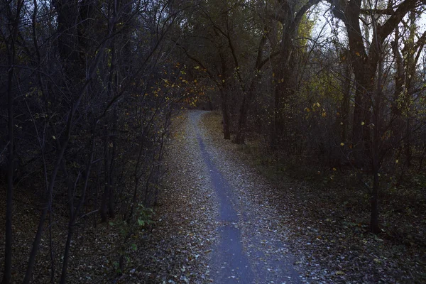 未舗装の道路と秋の森 — ストック写真