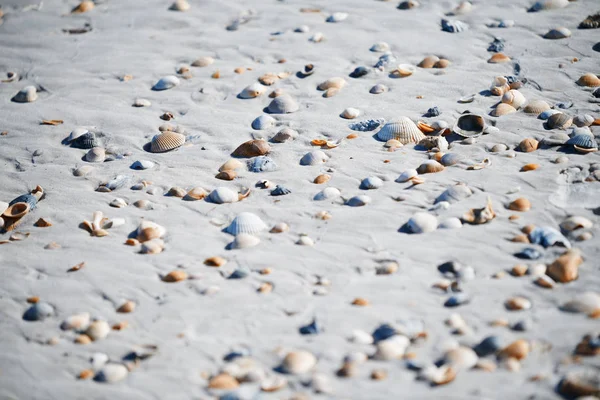 Foto a tutto schermo delle conchiglie sulla costa dell'Oceano Atlantico — Foto Stock