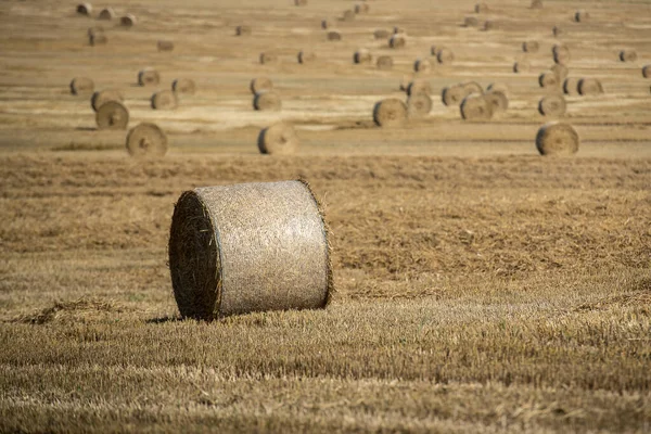 Haystack Ont Farmfield Harvest — Stock Photo, Image
