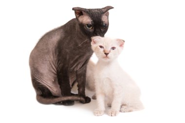 safkan Sfenks kedisi ile bir kedi yavrusu