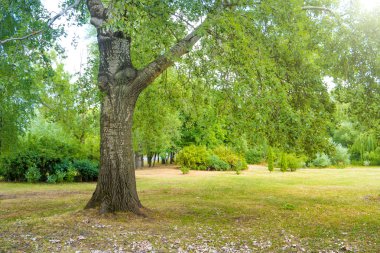 Büyük ağaç yeşil park