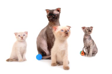 Üç yavru kedi ile siyah safkan Sfenks kedi