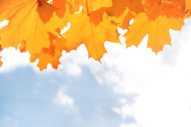 Kırmızı sonbahar yaprakları