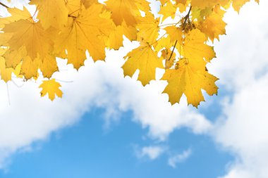 Sonbahar sarı ve turuncu akçaağaç yaprakları