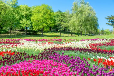 Lale park alanı