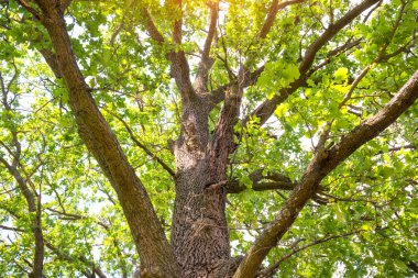 yeşil meşe ağacı