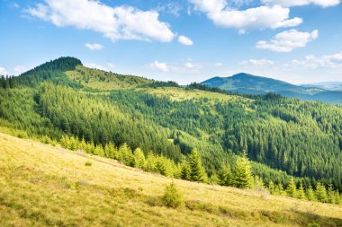 Yeşil güneşli hills