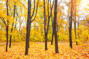 güneşli bir sonbahar park