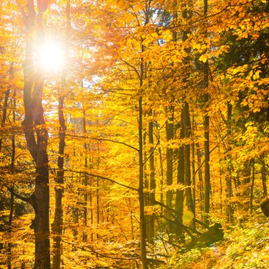 Sonbahar ormanında sabah