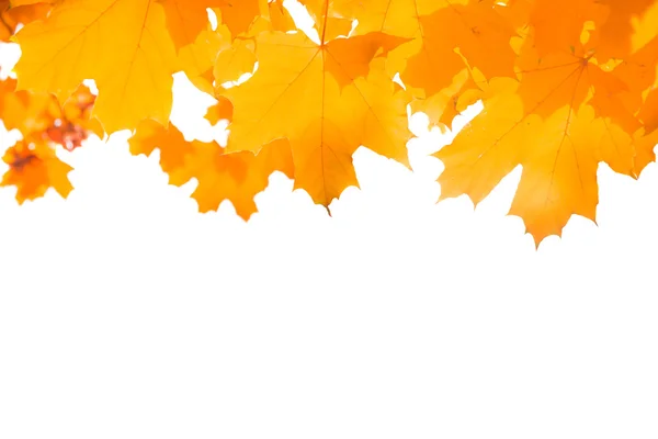 Herbstrotes Laub — Stockfoto