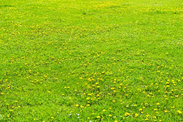 Yellow dandelions on the green field — Stock Photo, Image