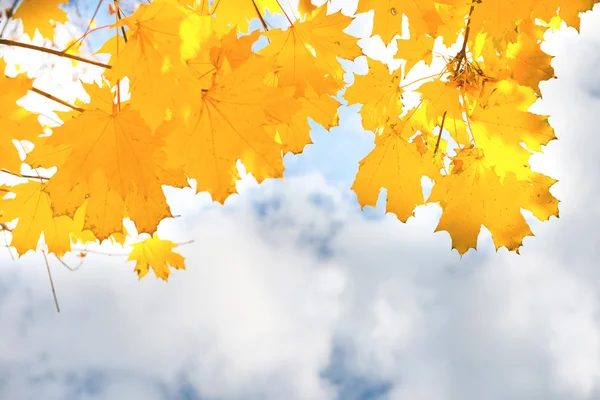 Sonbahar sarı ve turuncu akçaağaç yaprakları — Stok fotoğraf