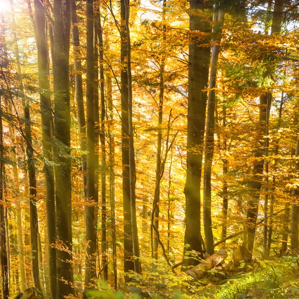 Sonbahar ormanında sabah — Stok fotoğraf