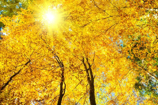 Orange trees with red leaves — Stock Photo, Image