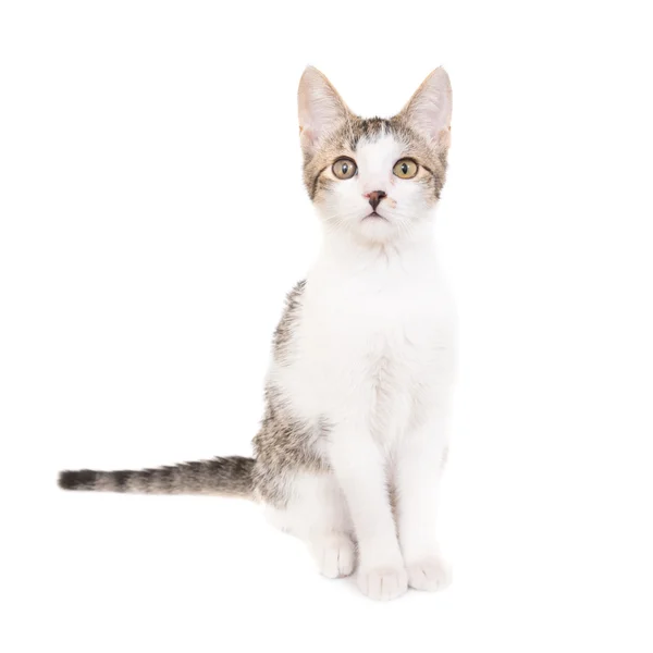 Domestic cat isolated — Stock Photo, Image