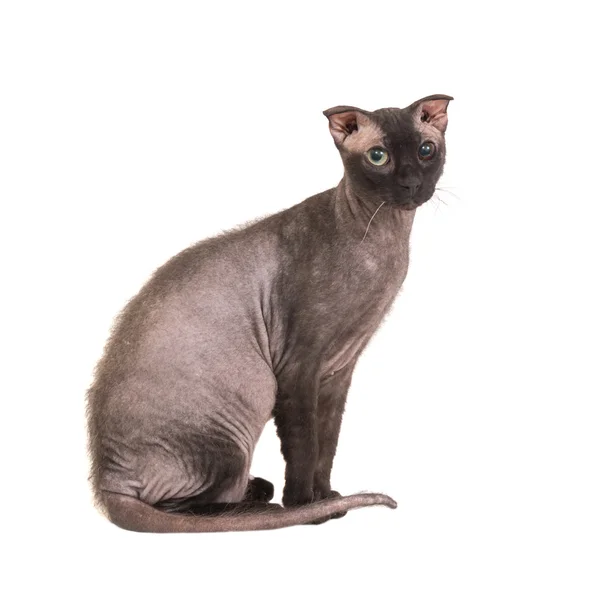 stock image Black purebred sphinx cat