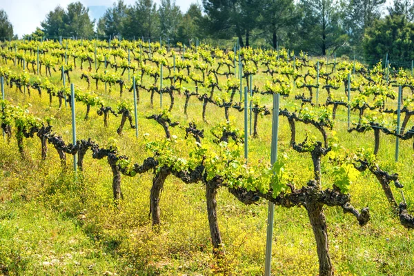 Filas de uvas en un viñedo — Foto de Stock